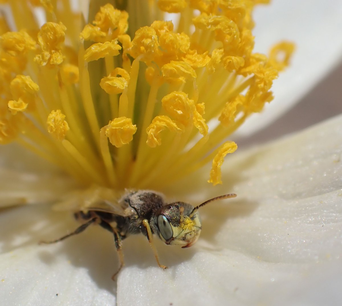 USFWS's tweet photo. Biologists were concerned about the Mojave poppy bee because of its small range and reliance on the blooms of just a few host plants during its brief, days-to-week-long lifespan. Oh, and did we mention it lives in the Mojave Desert, one of North America’s harshest landscapes? https://t.co/bucPSn0Us5