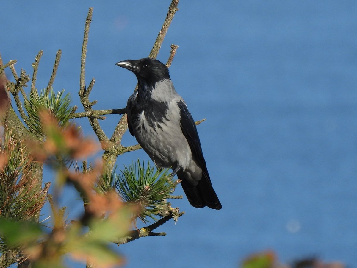 MarkClements27's tweet photo. Hooded Crow at Cromer east cliffs this morning https://t.co/w4c8DAEAzq