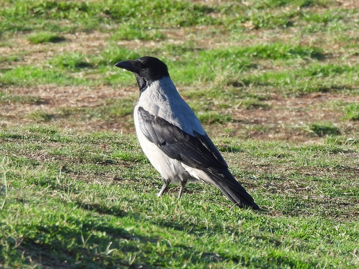 MarkClements27's tweet photo. Hooded Crow at Cromer east cliffs this morning https://t.co/w4c8DAEAzq