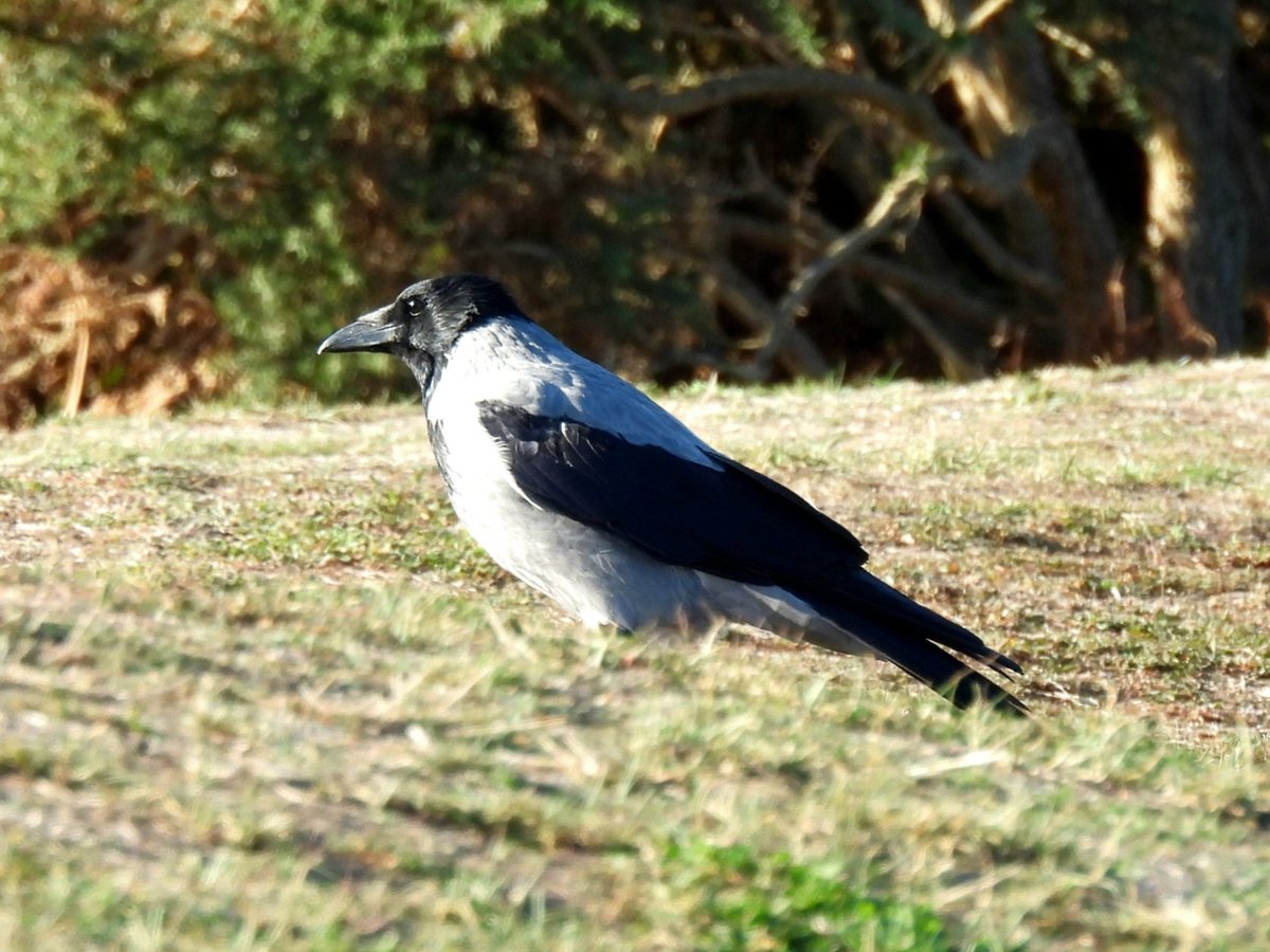 MarkClements27's tweet photo. Hooded Crow at Cromer east cliffs this morning https://t.co/w4c8DAEAzq