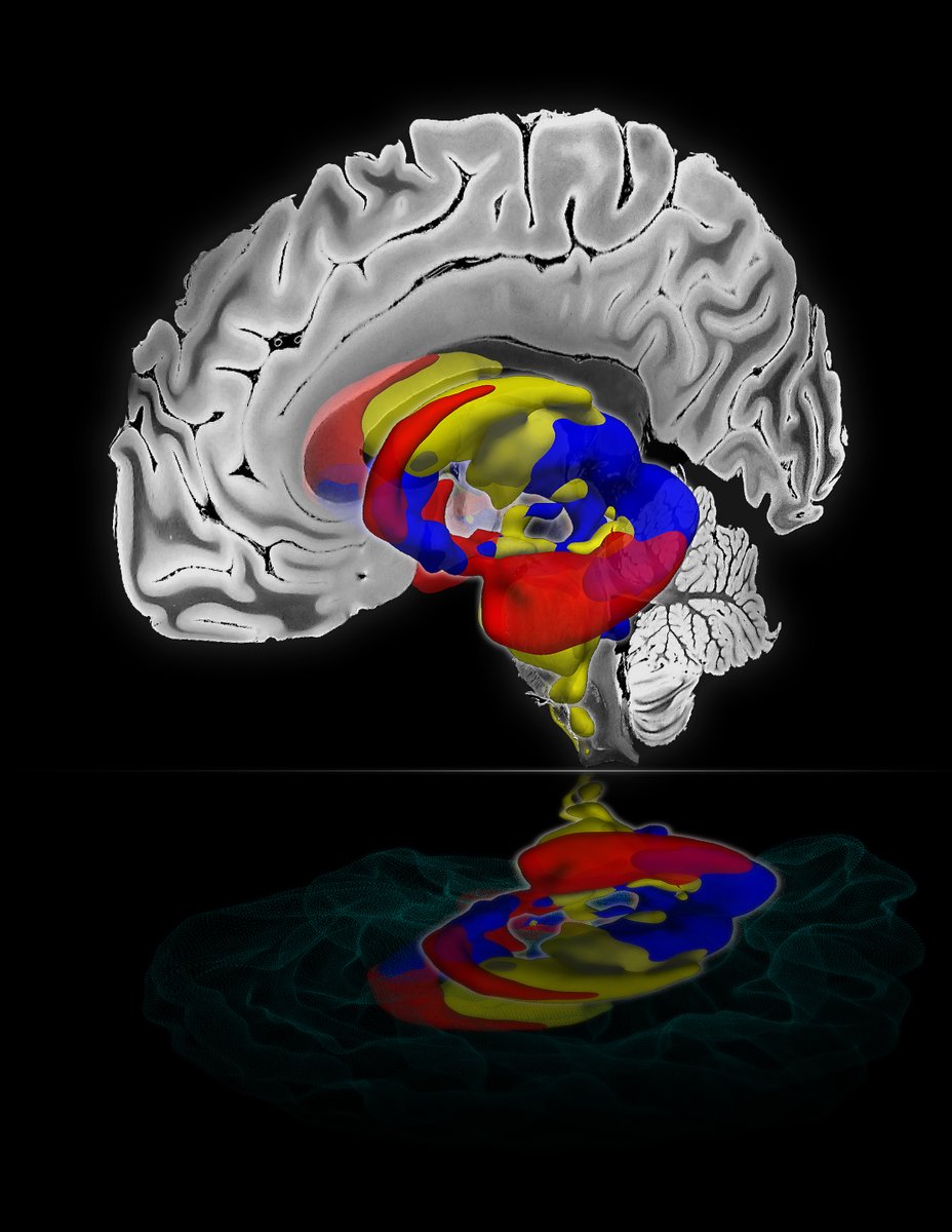 andrewli1127's tweet photo. [1/4] We mapped and fractionated large-scale brain networks in the human subcortex using NASCAR, a method built to untangle overlapping, correlated brain networks, recovering structure that conventional methods can't resolve.
Paper: https://t.co/fxjnXfR2MX https://t.co/gnxCu5Ti49