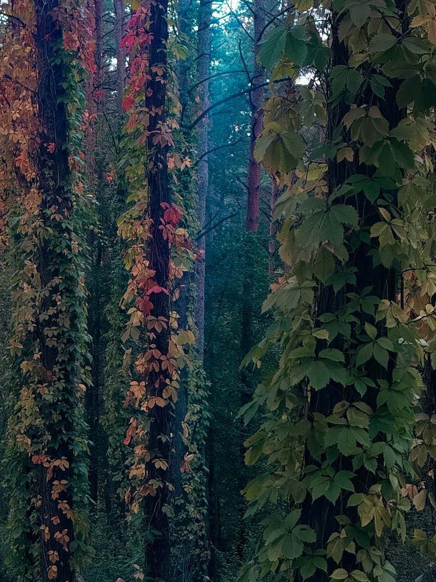 Vmnjm's tweet photo. этот необычный лес моими глазами, впервые увидела такой лес ❤️‍🔥🍁 https://t.co/r9BLrHvuMU