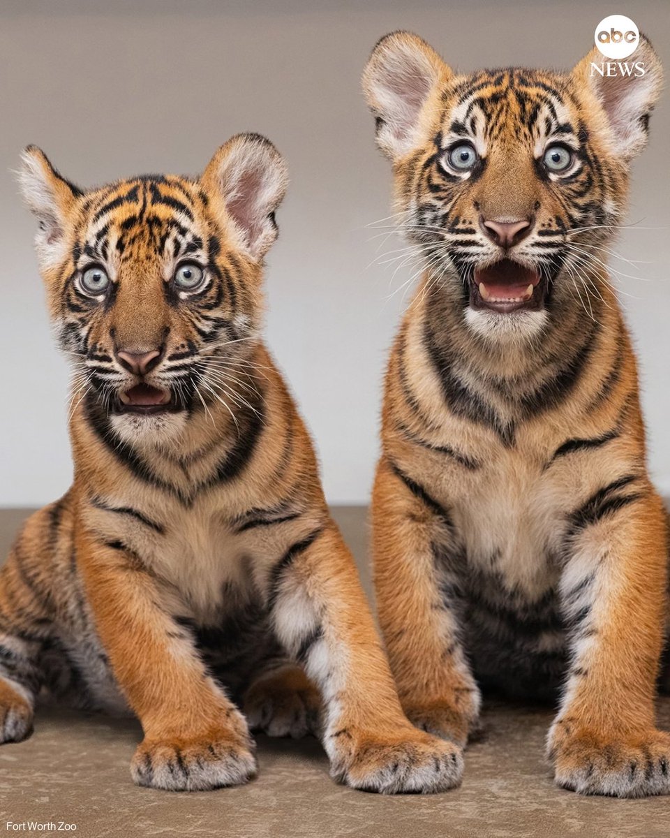 ABC's tweet photo. A Texas zoo is welcoming its first ever Sumatran tiger cubs.
 
Sisters Barani and Malu were born to first-time mom Ndari and dad Rakan at the Fort Worth Zoo on July 1 and weigh about 18 to 20 pounds each 13 weeks later. 

Read more: https://t.co/U1E8KWkaCI https://t.co/tesNCTmuwT