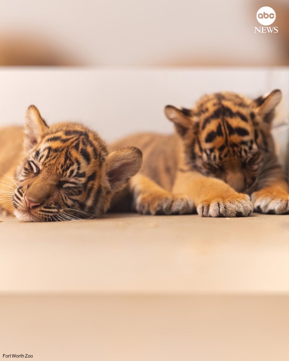 ABC's tweet photo. A Texas zoo is welcoming its first ever Sumatran tiger cubs.
 
Sisters Barani and Malu were born to first-time mom Ndari and dad Rakan at the Fort Worth Zoo on July 1 and weigh about 18 to 20 pounds each 13 weeks later. 

Read more: https://t.co/U1E8KWkaCI https://t.co/tesNCTmuwT