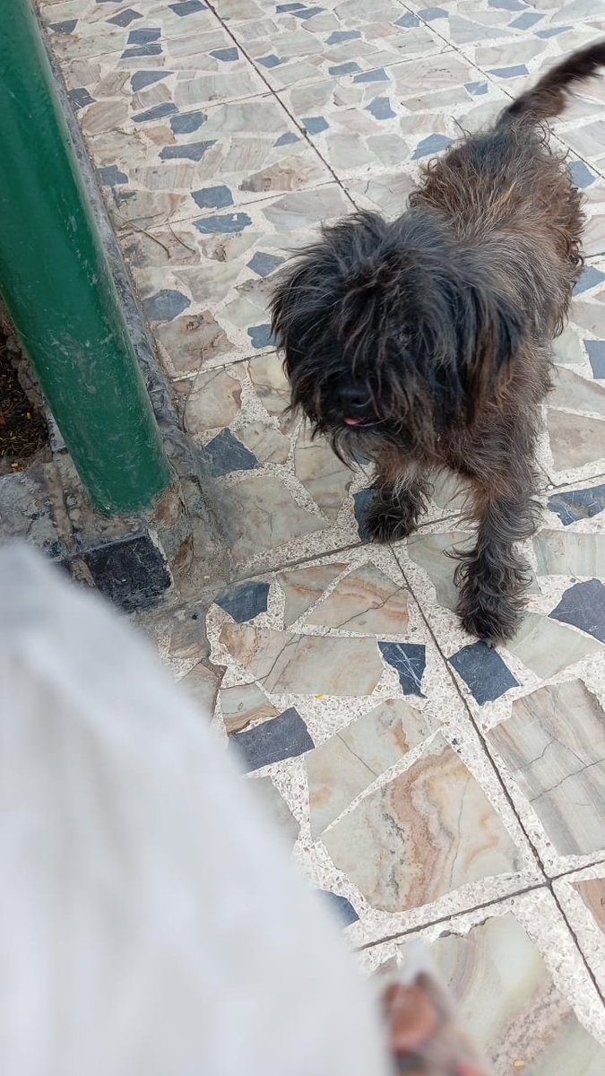 caritortas's tweet photo. Ayer reporte a este perrito que está en la plaza de armas de Chiclayo al parecer está enfermo . Por favor ayúdenme buscando a alguna persona que pueda socorrerlo . https://t.co/nYzwPkPpQb