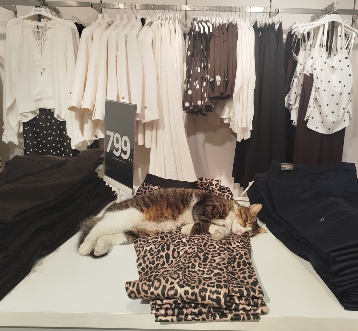 1muinteoir_'s tweet photo. Sizde kedi görünce aşırı mutlu olanlardan mısınız ? Yoksa normal misiniz ? 😂😂 https://t.co/l8qCEJO4S7