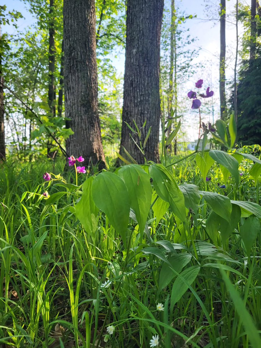 mjde_abdan's tweet photo. Nature, beauty, spring, Kubinka, wine https://t.co/HcdngB8kwC