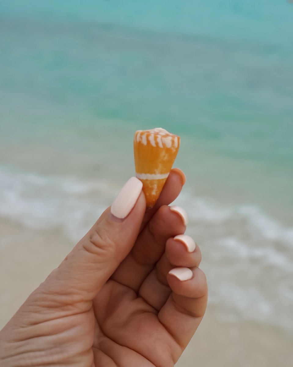 OctavoBLAM's tweet photo. Beautiful little killer—the cone snail. Check cone shells before picking them up by the shore, and never touch these cuties on the seabed. Their harpoon can inject a powerful neurotoxin that may paralyze vital muscles within hours. No antidote https://t.co/PU8DTH1Ey3