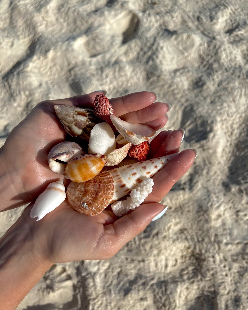OctavoBLAM's tweet photo. Beautiful little killer—the cone snail. Check cone shells before picking them up by the shore, and never touch these cuties on the seabed. Their harpoon can inject a powerful neurotoxin that may paralyze vital muscles within hours. No antidote https://t.co/PU8DTH1Ey3