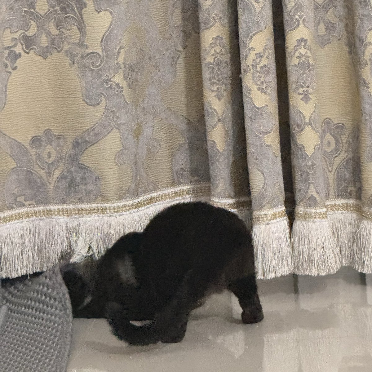 Faye082000's tweet photo. 我的小猫也太搞笑了
大晚上不睡觉撅着腚不知道在这里挖什么
关键是我叫了她一声之后
小猫肉眼可见的慌乱着向我走过来还碎碎念的哇啦哇啦 https://t.co/YUtUjwXYF1