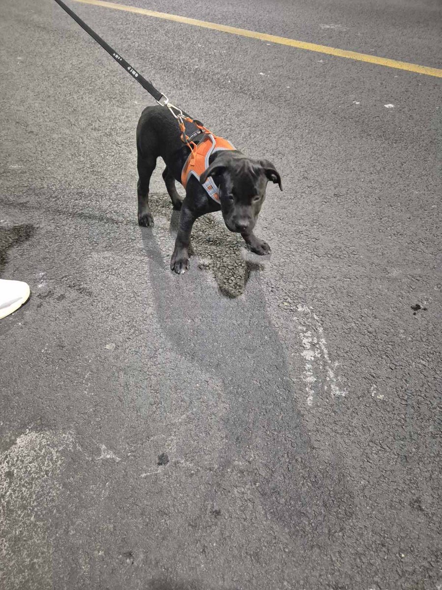 Ljiljan65880270's tweet photo. 🐾❤️Udomljava se prelepo stene staro oko 3 meseca ,rase pit bul ☑️ Udomljava se odgovornoj osobi koja poznaje i voli ovu rasu ☑️Stene se nalazi nadomak Beograda,kont tel 
0654185868🐾❤️Molim RT 🙏🏿 https://t.co/GZq7O3qPCZ