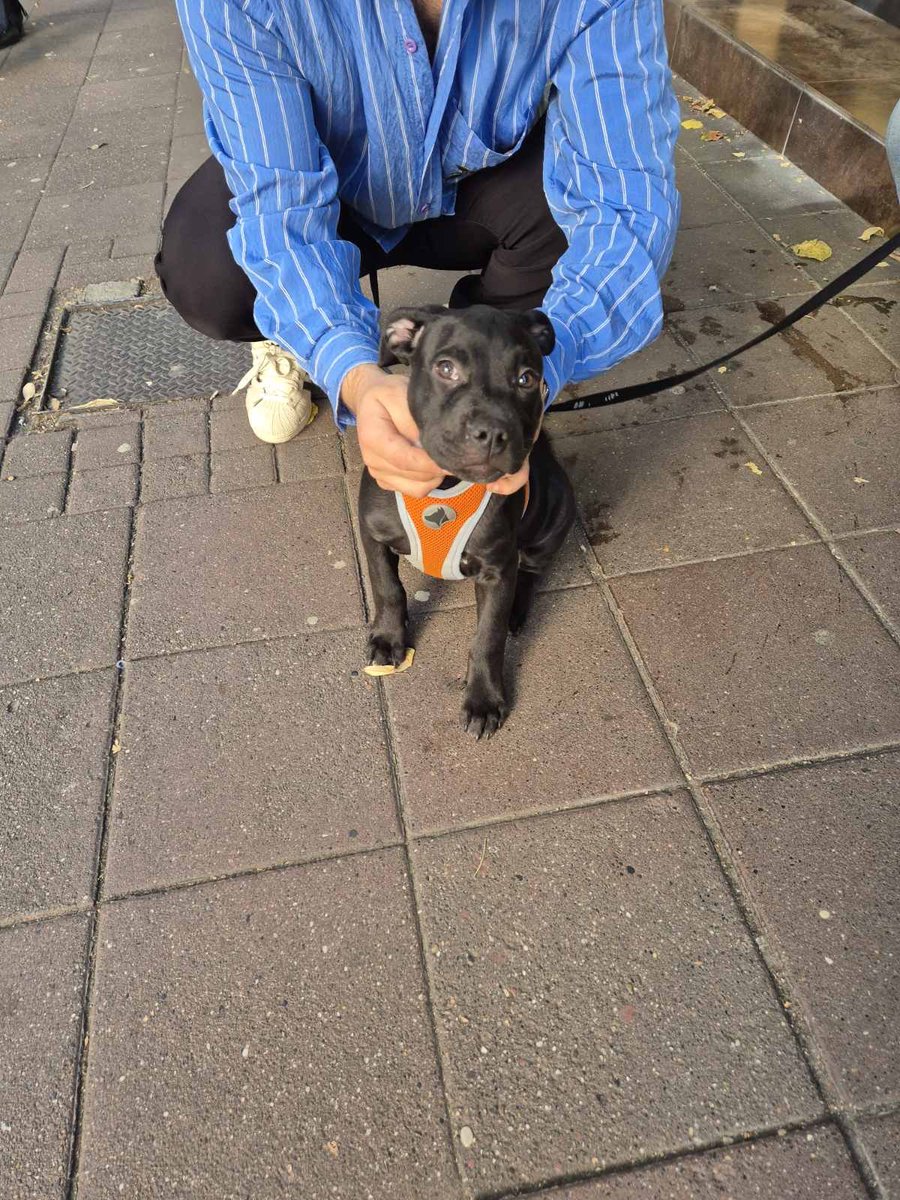 Ljiljan65880270's tweet photo. 🐾❤️Udomljava se prelepo stene staro oko 3 meseca ,rase pit bul ☑️ Udomljava se odgovornoj osobi koja poznaje i voli ovu rasu ☑️Stene se nalazi nadomak Beograda,kont tel 
0654185868🐾❤️Molim RT 🙏🏿 https://t.co/GZq7O3qPCZ