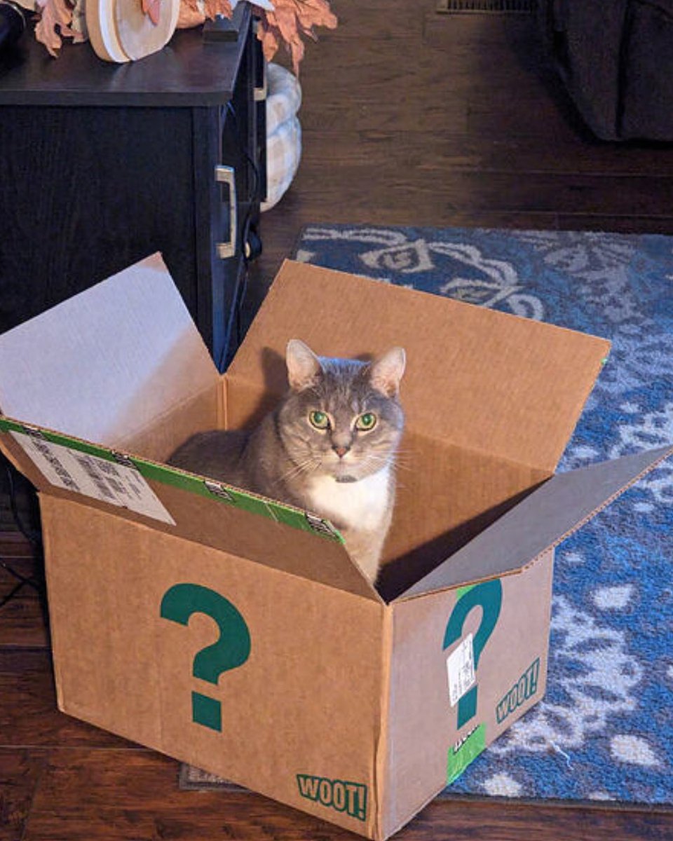 woot's tweet photo. If I fits,  I sits (crap edition). 🐈

Hurry to get your furry friend a Box o' Crap before they're gone: https://t.co/YfbtNzJKhF https://t.co/1caqE6bh26