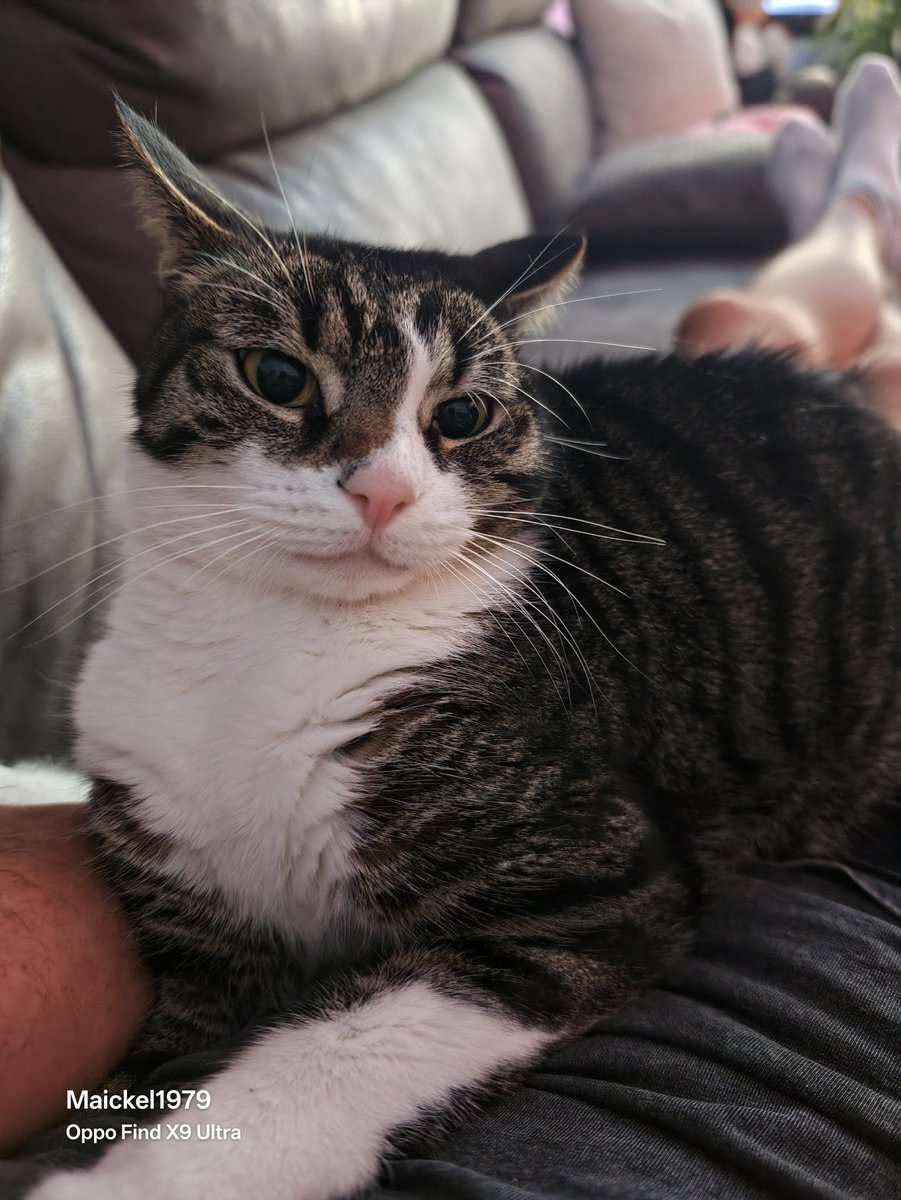 maickel1979's tweet photo. Dont touch me or I kill you modus 🤣🤣🤣 #terrorkat #cats
#kater #poes #chagerijing #x
#grumpycat #Neo #catsonX https://t.co/R2XomBFjAO