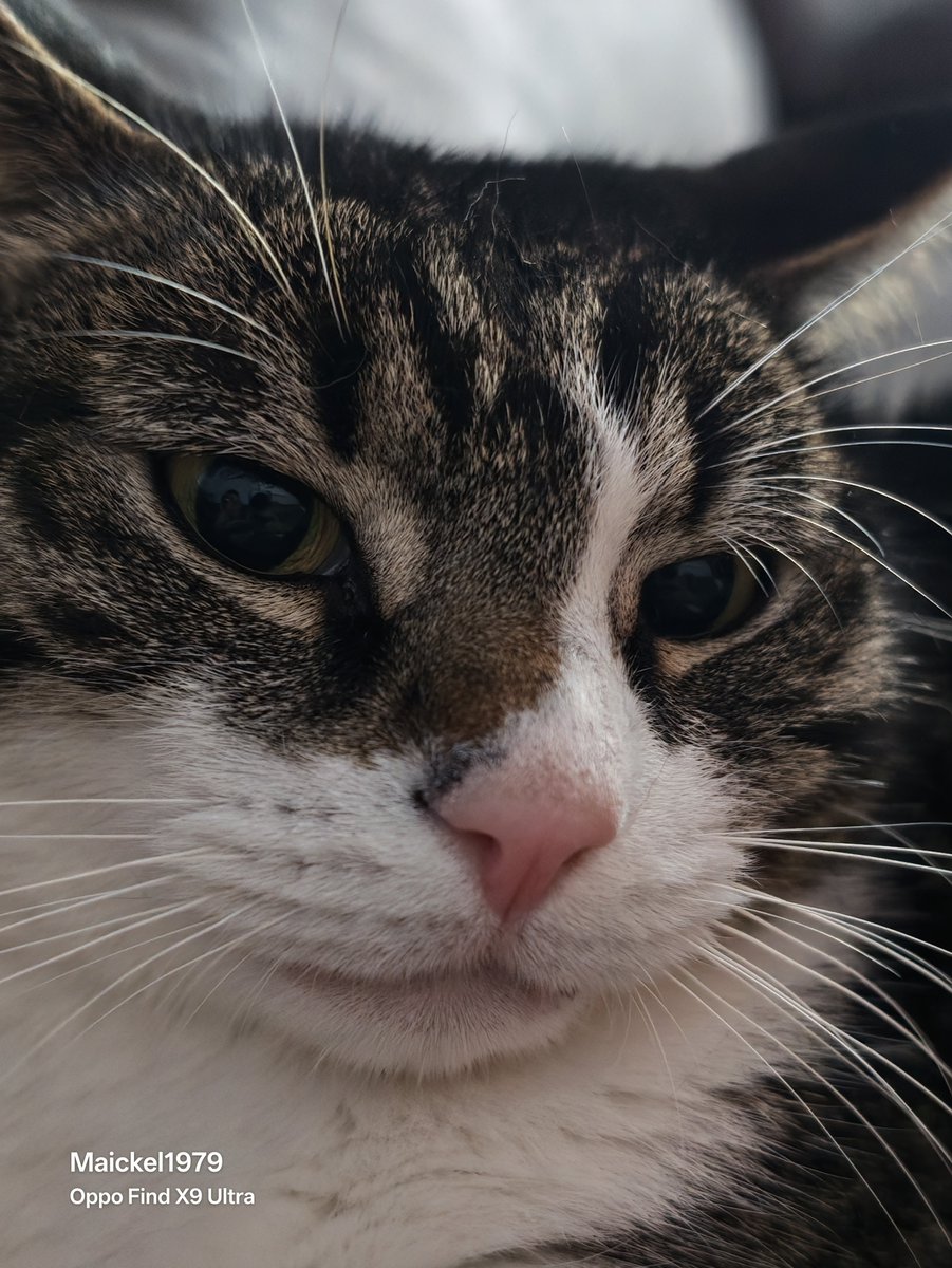 maickel1979's tweet photo. Dont touch me or I kill you modus 🤣🤣🤣 #terrorkat #cats
#kater #poes #chagerijing #x
#grumpycat #Neo #catsonX https://t.co/R2XomBFjAO