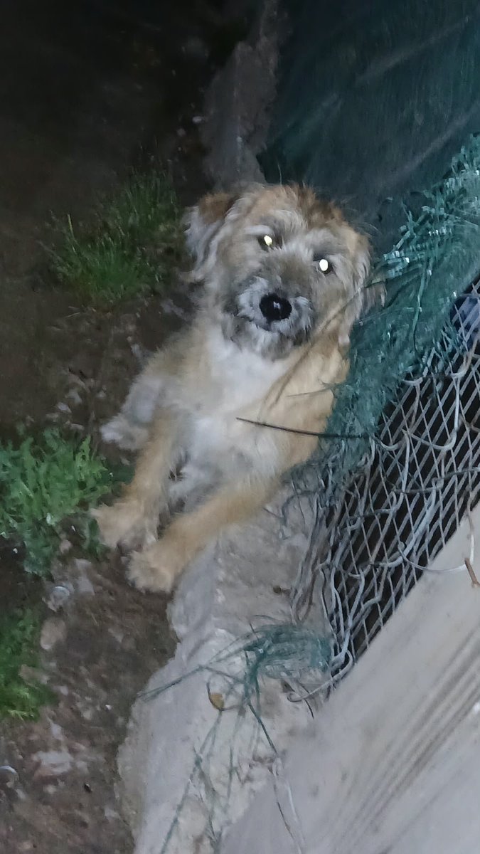 Ye94316774's tweet photo. Paso la noche en una vereda súper asustada, quisieron ayudarla y no dejaba a nadie acercarse,por suerte hoy en la mañana, se dió y acepto entrar en casa de una vecina. Buscando su hogar o una adopción 🙏🏻 la gente que la ayuda es muy humilde y tiene 3 perros más que mantener. https://t.co/bFK5FO8AEY