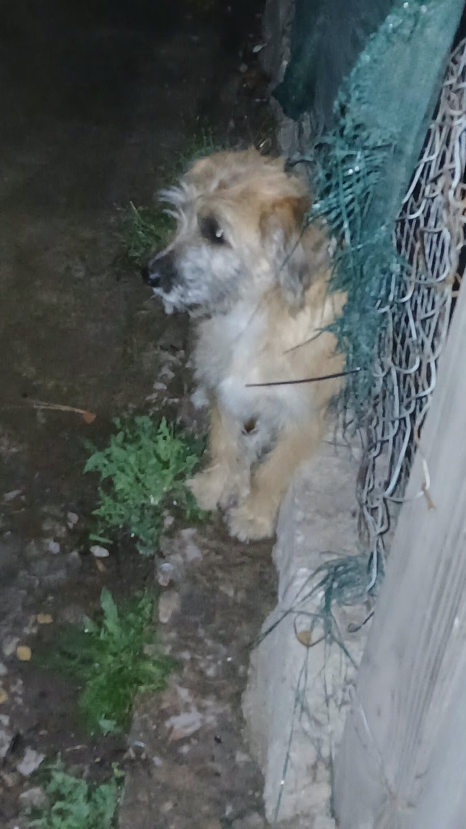 Ye94316774's tweet photo. Paso la noche en una vereda súper asustada, quisieron ayudarla y no dejaba a nadie acercarse,por suerte hoy en la mañana, se dió y acepto entrar en casa de una vecina. Buscando su hogar o una adopción 🙏🏻 la gente que la ayuda es muy humilde y tiene 3 perros más que mantener. https://t.co/bFK5FO8AEY