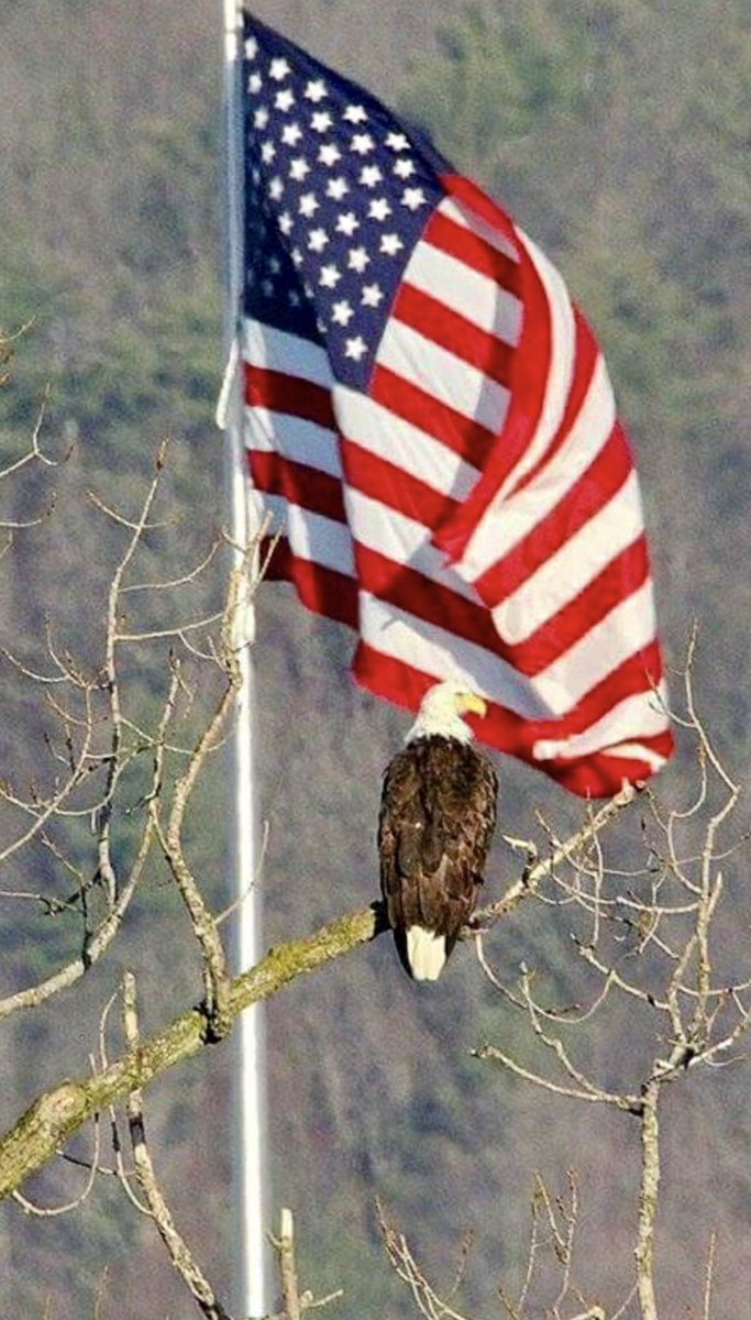 11202011t's tweet photo. Liberals are saying the American Flag 🇺🇸 is offensive to Muslims.
Share this if you don’t give a damn💯 https://t.co/7I2tTBM4CJ