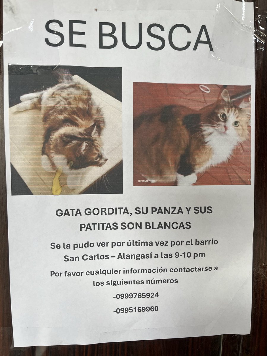 Dianafzc's tweet photo. La dueña de este gatito es una señora super dulce y lo busca con desesperación en ese sector. Si alguien lo ha visto o lo encontró, por favor comuníquese con ella para coordinar la entrega. #Quito #Alangasí https://t.co/Xzgg0pwCDM