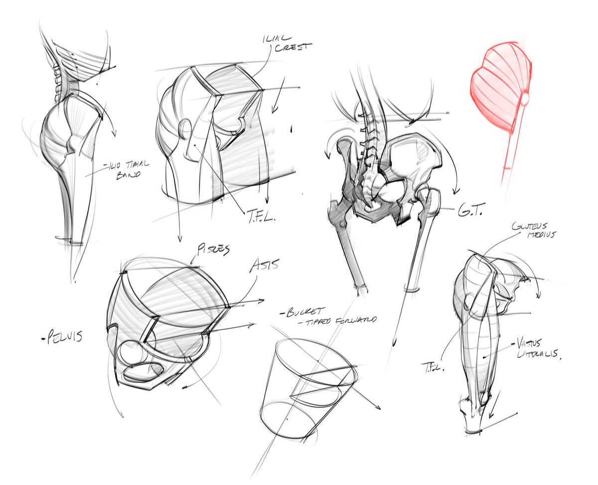 saqomolo's tweet photo. Anatomy sketches of the pelvis from watching @prokotv YouTube channel! #hips #anatomy #pelvis #humananatomy #gottogetbetter #doodles #sketches #goals #femur #figuredrawing #gesturedrawing https://t.co/cMW7OqKcCZ