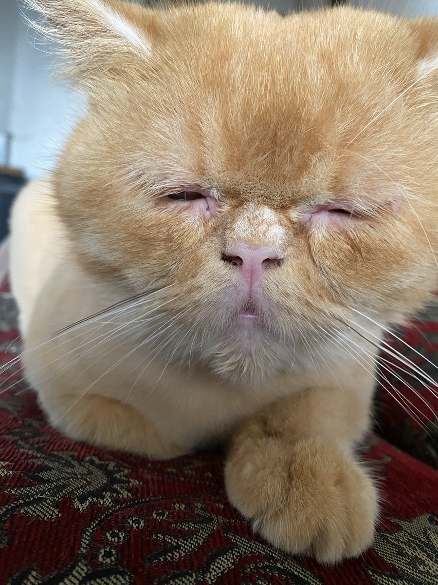 MeowSukkar's tweet photo. Sukkar is having a hard time today💔

He wants to eat but is struggling to swallow‼️

If your cat went through this, what helped them get food down safely? Any tips or prayers mean everything to us right now 💔🙏🏻 https://t.co/gxkOSS0O2Y