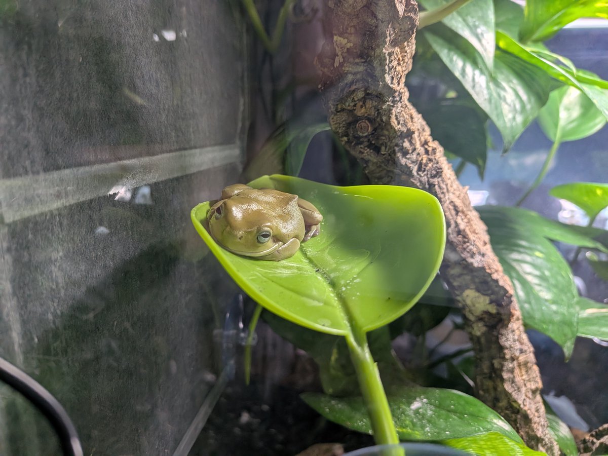 Orithyx's tweet photo. It’s Froggy Friday! 🐸 (Week 6)
      💤
🐸 https://t.co/SrnetZs2Wo