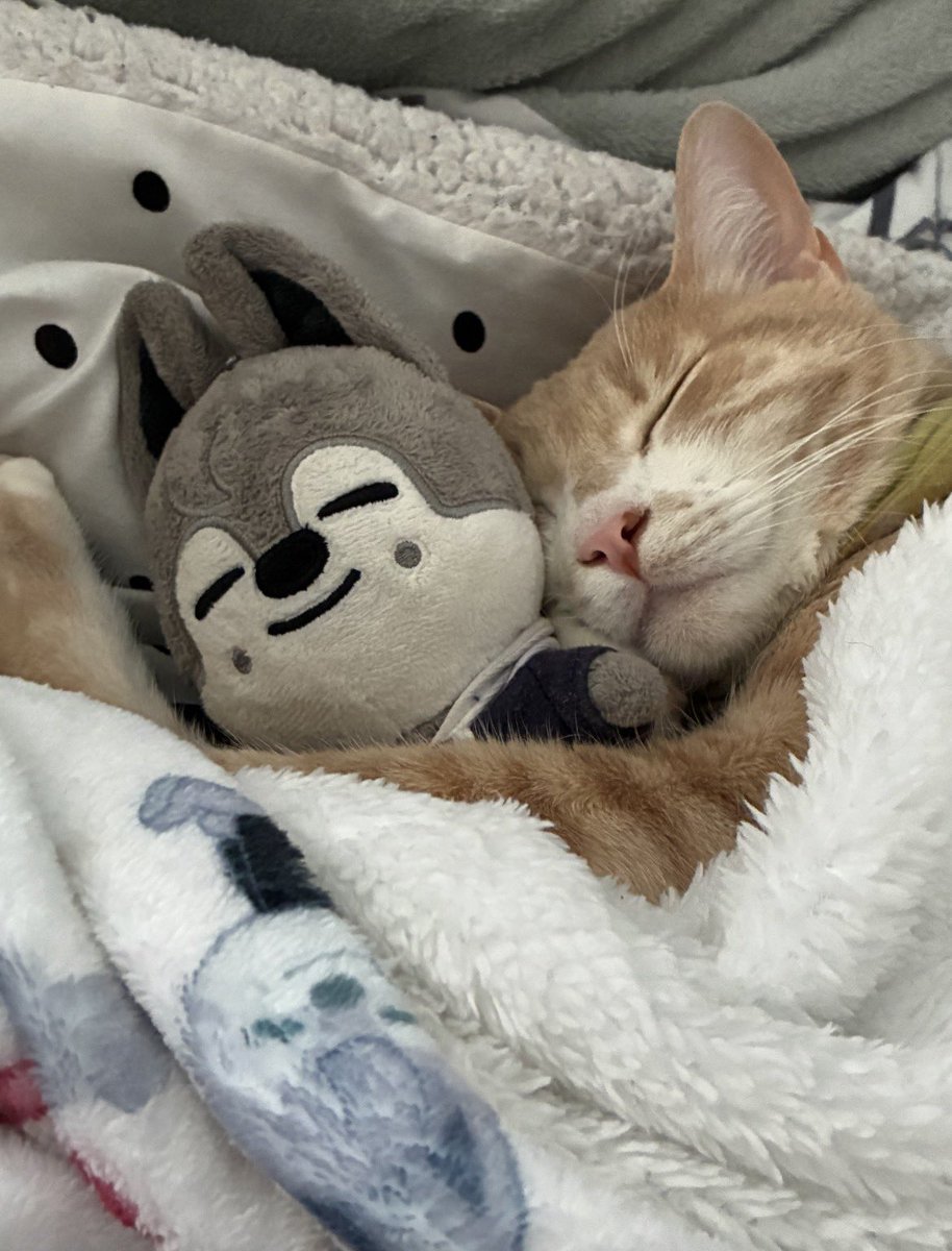 cb97kissess's tweet photo. chan’s biggest fan 🤍🐈

OUR GOLDEN ACE BANG CHAN
#스테이의_영원한_자부심_방찬
#BangChanEmpireOfTalent
#HappyBangChanDay https://t.co/7iPPWRXuYm