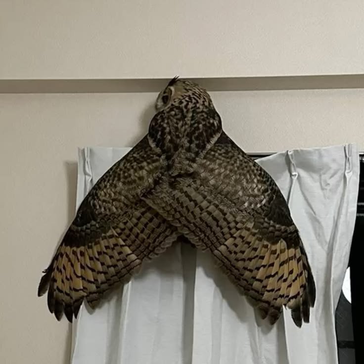 owltwting's tweet photo. me portraying my food https://t.co/hz85uSO6sz