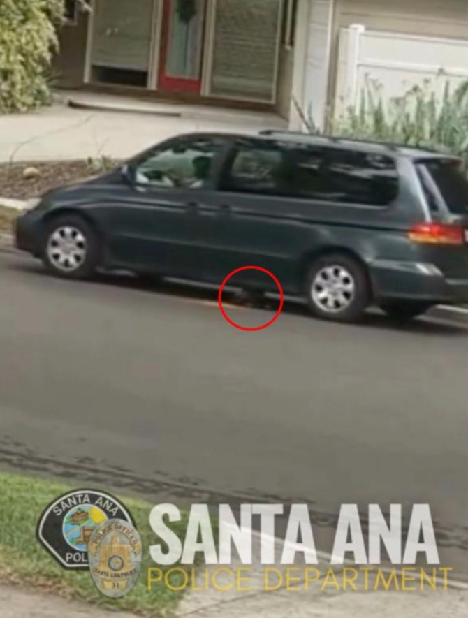 BillMelugin_'s tweet photo. NEW: OC DA @toddspitzeroc just threw the book at the woman arrested for purposely fatally crushing a puppy with her vehicle in Santa Ana, CA. 75-year-old Hahn Nguyen has now been charged w/ felony animal cruelty and felony animal abuse w/ a felony enhancement for personal use of a weapon. 

DA Spitzer is charging these "wobbler" offenses as felonies instead of misdemeanors and the felony enhancement will add potential prison time. 

OC DA statement to @FoxNews:

“This act of violence not only ended the life of an innocent puppy, but it also inflicted trauma on every single person who came across the video footage of the murder of an animal,” said Orange County District Attorney Todd Spitzer.  “Violence is not a singular act. It inflicts pain and suffering on those who are subjected to it and on those who witness it. As the elected District Attorney of Orange County, I refuse to accept a society in which violence of any kind is acceptable. Let me be clear that those who engage in violence in Orange County, whether it is against human beings or animals, will be prosecuted to the fullest extent.”