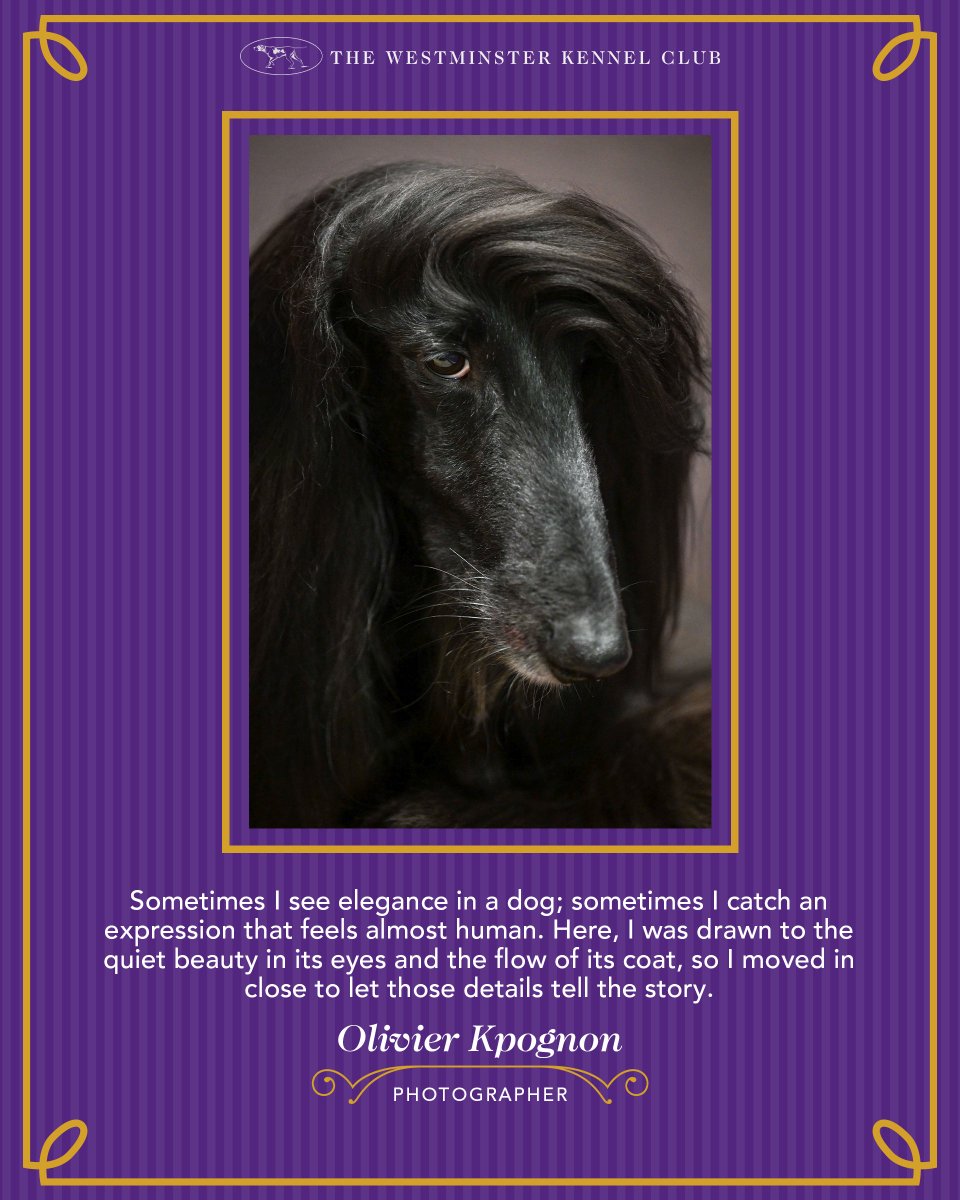 WKCDOGS's tweet photo. Celebrating show photographer Olivier Kpognon and his exhibition, Beyond the Ring: Photographs from the 150th Westminster Kennel Club Dog Show. On view at The Westport Library through Dec. 8. https://t.co/HBekfwHojm