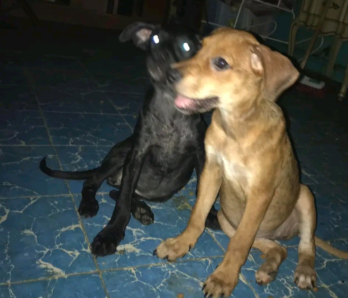 JorgeJaime_1's tweet photo. Cuando las encontré solas en un basurero buscando comida las traje conmigo lo 1  q note es q eran muy  unidas se cuidaban una ala otra y tome la decisión de n separarlas y  no darlas en adopción hoy 2 años y medio después aquí siguen negrita y canelita juntas y toda vía cuídense https://t.co/26OlNcxNKQ