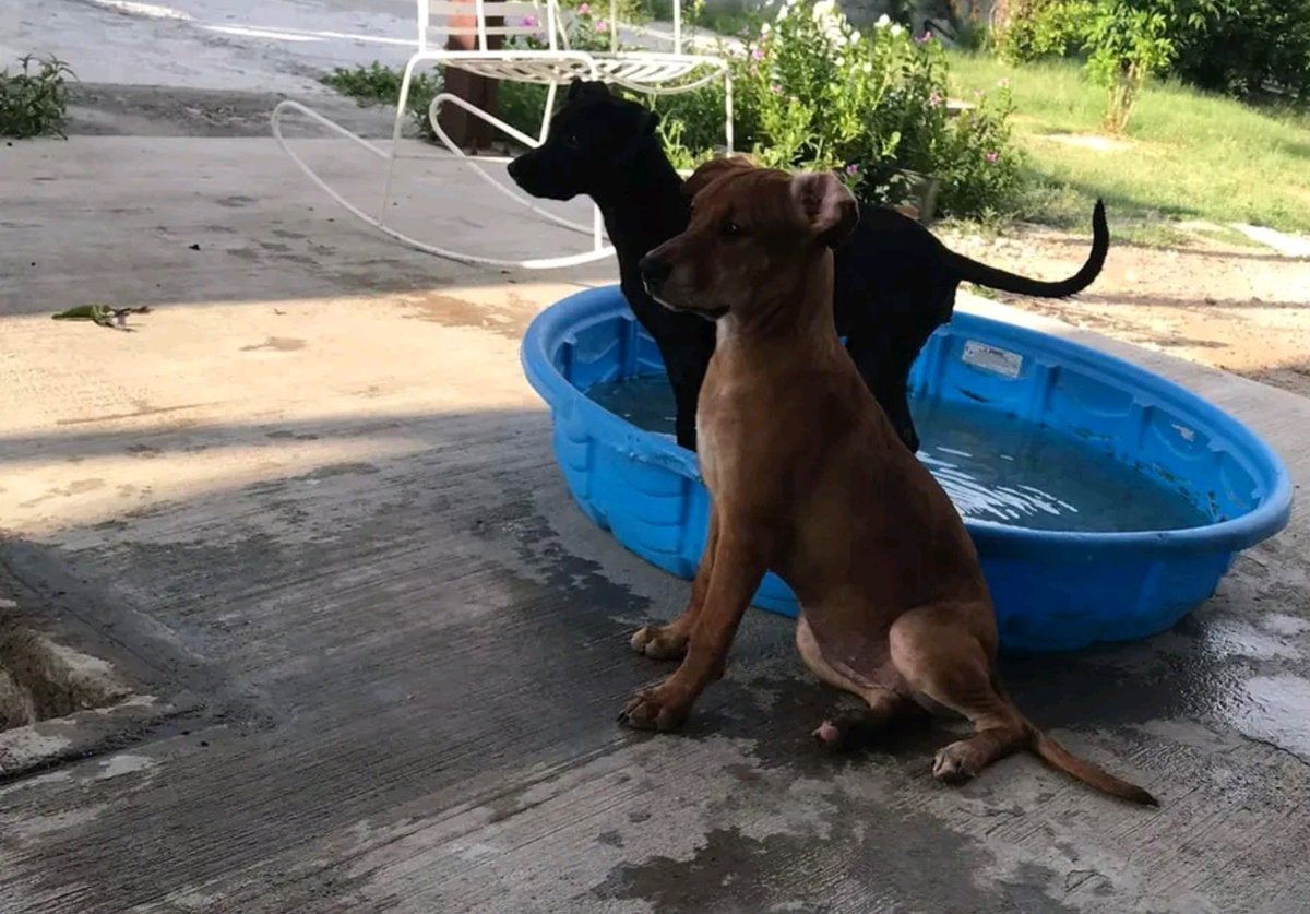 JorgeJaime_1's tweet photo. Cuando las encontré solas en un basurero buscando comida las traje conmigo lo 1  q note es q eran muy  unidas se cuidaban una ala otra y tome la decisión de n separarlas y  no darlas en adopción hoy 2 años y medio después aquí siguen negrita y canelita juntas y toda vía cuídense https://t.co/26OlNcxNKQ