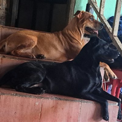 JorgeJaime_1's tweet photo. Cuando las encontré solas en un basurero buscando comida las traje conmigo lo 1  q note es q eran muy  unidas se cuidaban una ala otra y tome la decisión de n separarlas y  no darlas en adopción hoy 2 años y medio después aquí siguen negrita y canelita juntas y toda vía cuídense https://t.co/26OlNcxNKQ