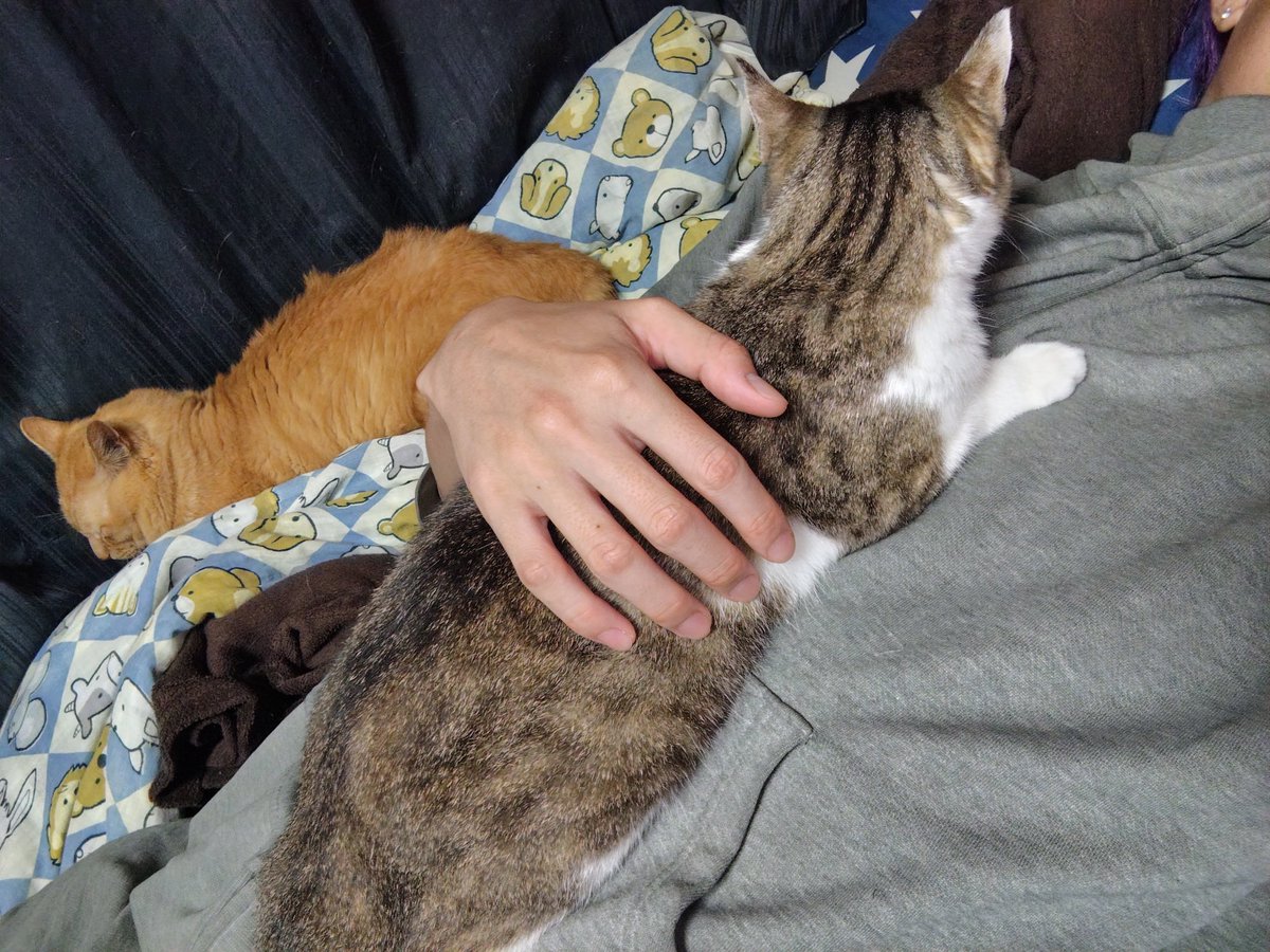 hatuse_amane's tweet photo. 今これ
#猫 https://t.co/dph6jO3f9u