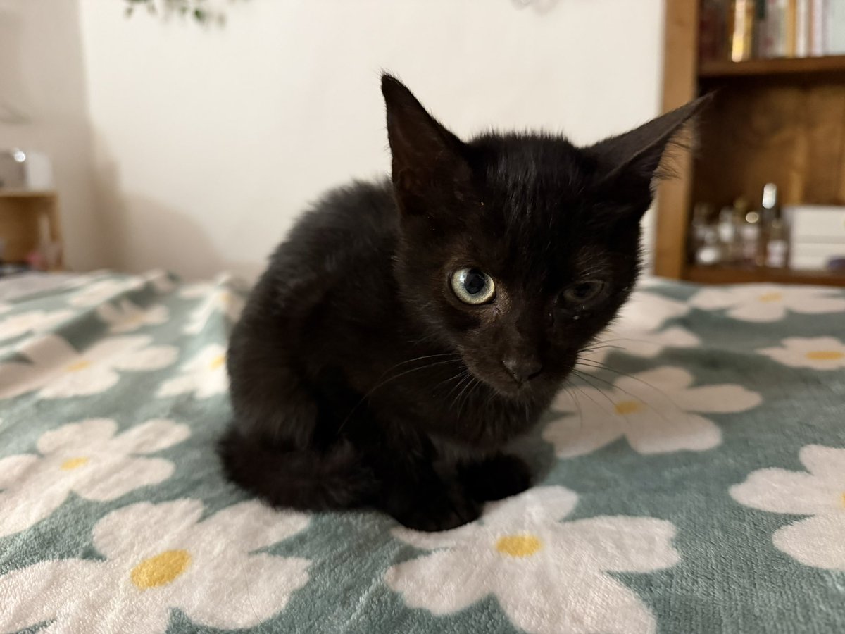 phantomvnor's tweet photo. l’ho trovata in mezzo di strada come ci si comporta coi gattini io nn lo so ho solo avuto cani in vita mia https://t.co/JFl4j6jkM5