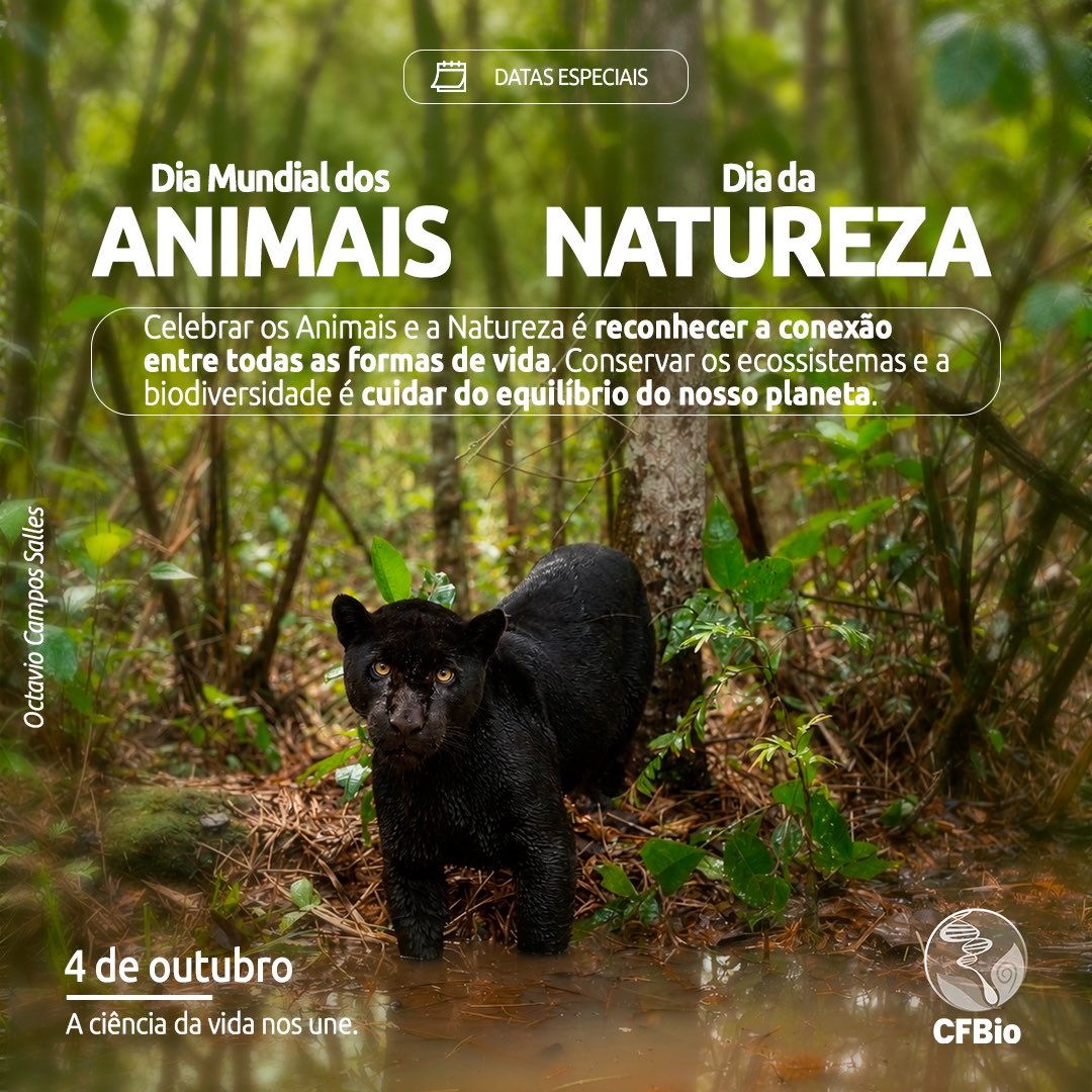 CFBio's tweet photo. 4 de outubro | Dia Mundial dos Animais e Dia da Natureza: A ciência a serviço do equilíbrio ambiental

A preservação dos ecossistemas e a proteção da fauna não são apenas causas socioambientais; são pilares estratégicos para o desenvolvimento sustentável e a sobrevivência global. Neste 4 de outubro, o Conselho Federal de Biologia (CFBio) reforça a importância do manejo ético, técnico e científico da nossa biodiversidade.

Por trás de diagnósticos ambientais, planos de conservação de espécies, recuperação de áreas degradadas e políticas públicas ambientais, está a atuação rigorosa de profissionais das Ciências Biológicas. O conhecimento técnico desses profissionais garante que a relação entre a sociedade e o meio ambiente ocorra de forma equilibrada, pautada na sustentabilidade e na responsabilidade social.

Proteger a fauna e a flora é proteger o futuro da vida no planeta.

Como a sua empresa ou instituição tem integrado a sustentabilidade e a conservação da biodiversidade nas metas do dia a dia? Compartilhe suas reflexões conosco.

#CFBio #Biologia #Sustentabilidade #ESG #Biodiversidade #Conservação #DiaMundialDosAnimais #DiaDaNatureza #GestãoAmbiental