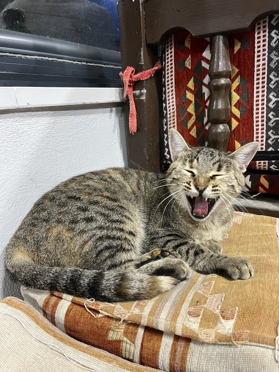 Lordd_1212's tweet photo. Bi sal beni bağırışı😂 https://t.co/ut8CgV9YGr