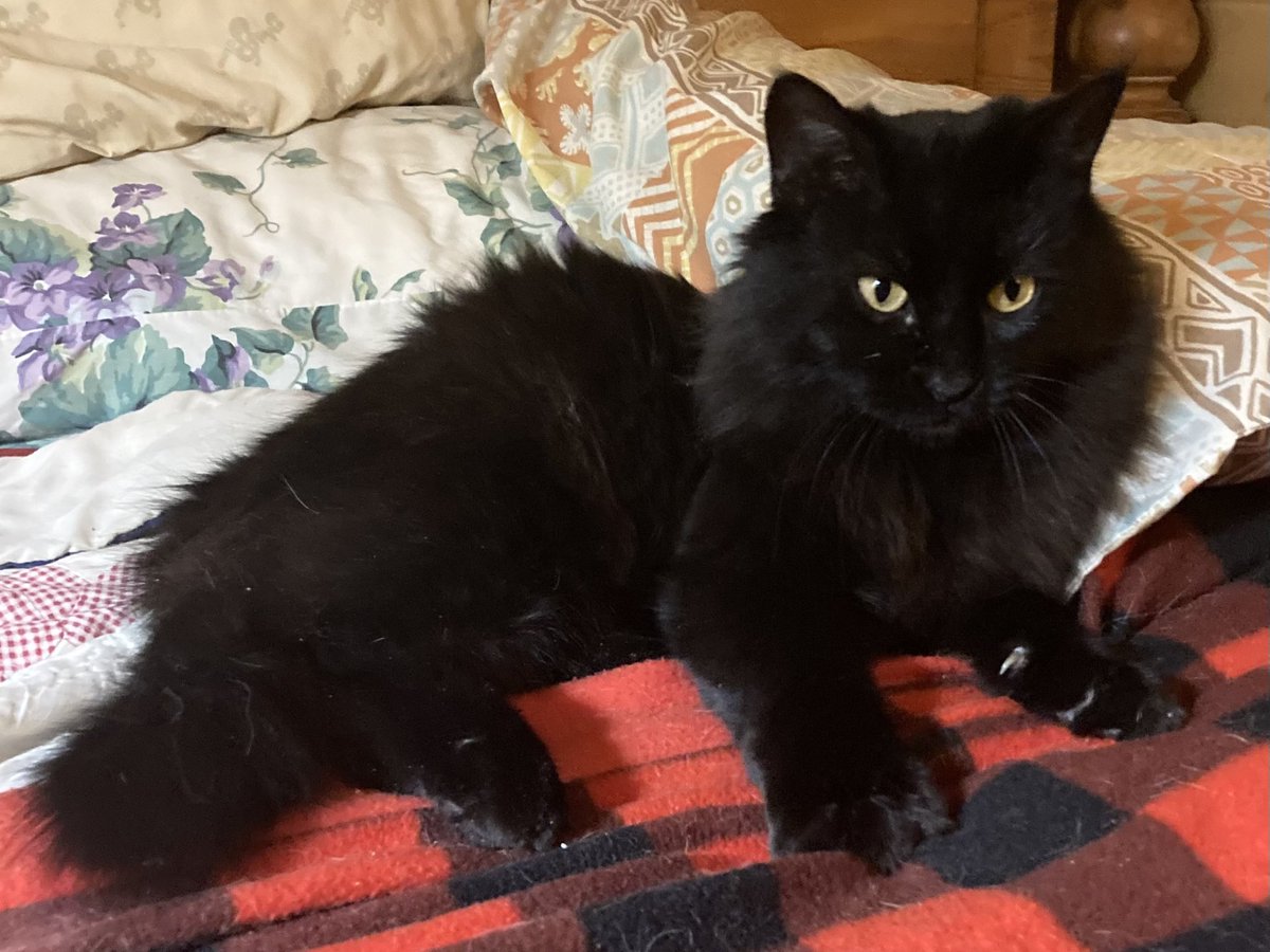 LaneStraocaster's tweet photo. October is designated as black cats awareness month. As they are typically adopted in less numbers than other colors. I call them miniature black panthers and  find them to be beautiful. Especially this one called Pretty. https://t.co/PLEZTI6xPp