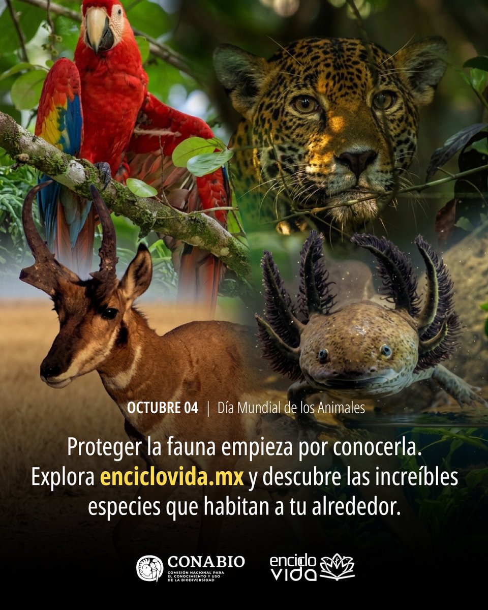 CONABIO's tweet photo. ¡Hoy celebramos el Día Mundial de los Animales! 🌎🐾

Esta fecha nos invita a reflexionar sobre la importancia de proteger a todas las especies. Desde los grandes depredadores hasta la más pequeña fauna de nuestros ecosistemas, cada organismo cumple un rol vital para la Tierra. Conocerlos es el primer paso para asegurar su conservación. 🌿✨

¿Sabes cuántas especies habitan a tu alrededor y cuál es su estado de conservación? 🔍

👉 Descubre más sobre la increíble biodiversidad que nos rodea en https://t.co/c7Pofwc3jM
#CONABIO #Enciclovida #BiodiversidadMexicana #DíaMundialDeLosAnimales