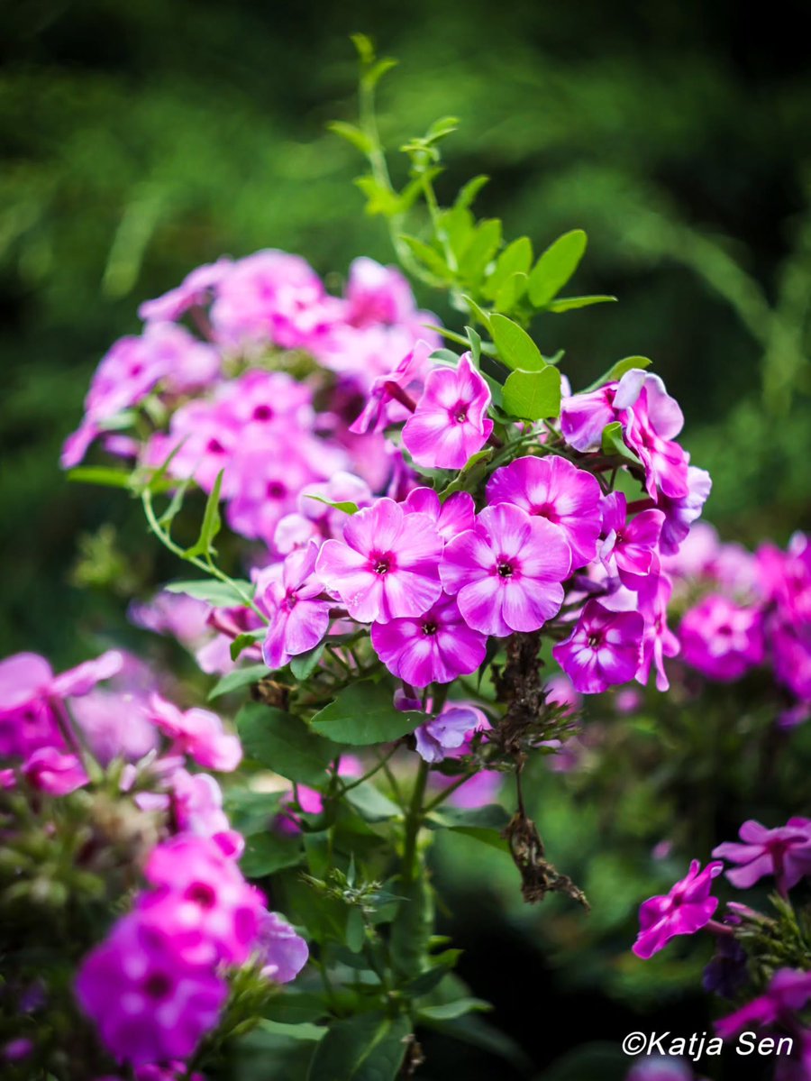 MaryellenAatms's tweet photo. Photo by Katja Sen on August 25, 2026. May be an image of a flower and text. https://t.co/wxd0KNSDwt