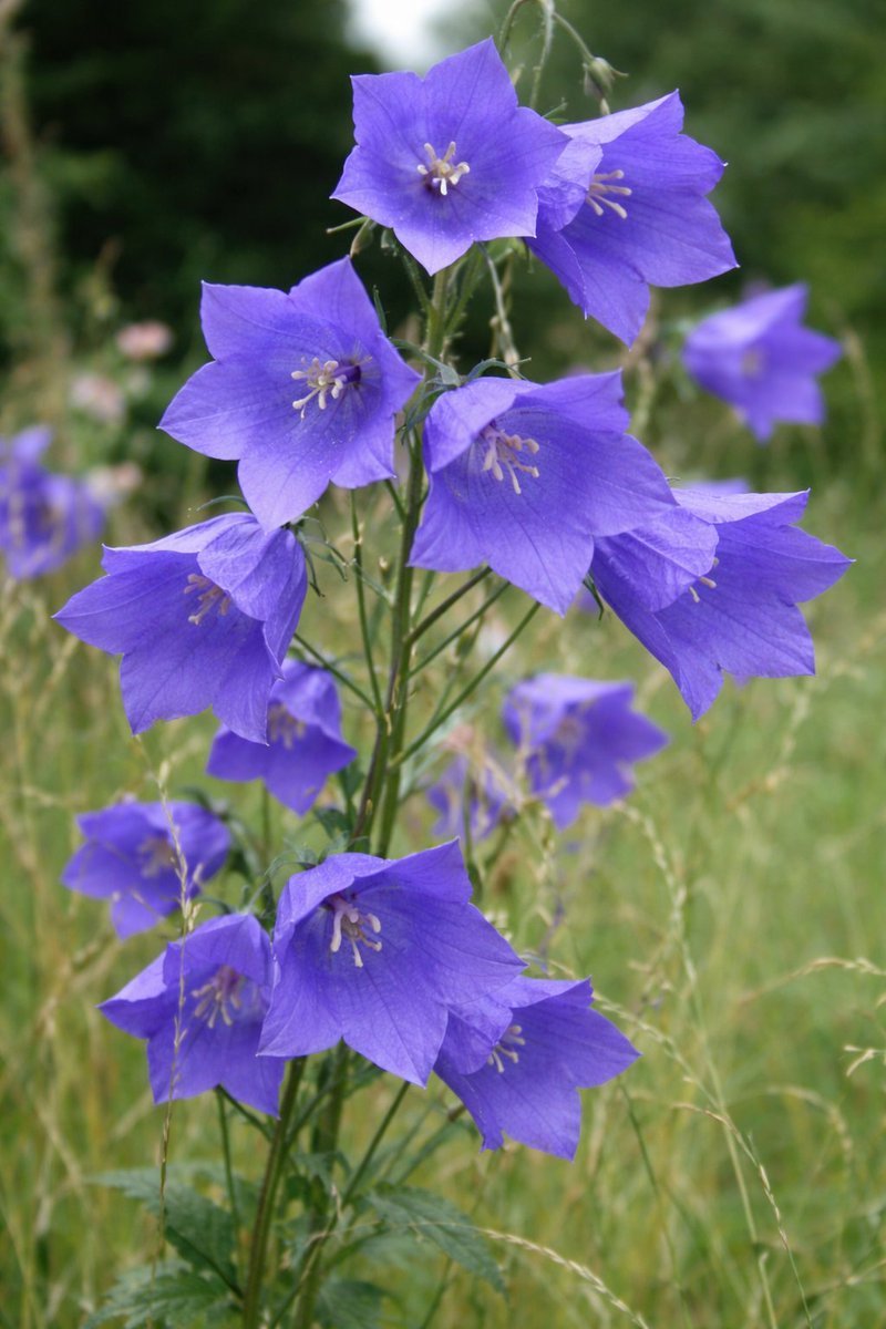 Faz_aaaa's tweet photo. Day 2 - Xavier and you as Flower

Campanula persicifolia for Xavier 
Lilium Candidum for Faz

*Scientific names*

#Xavier1016HappyBirthday
#31DaysofXavtober
#HappyOctovier https://t.co/nhDgfl1YHy