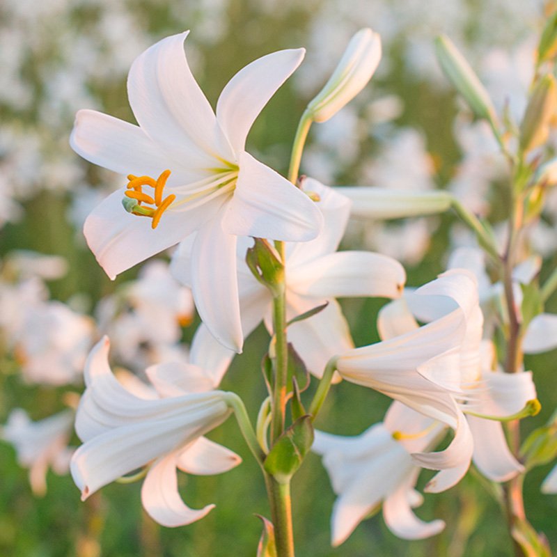 Faz_aaaa's tweet photo. Day 2 - Xavier and you as Flower

Campanula persicifolia for Xavier 
Lilium Candidum for Faz

*Scientific names*

#Xavier1016HappyBirthday
#31DaysofXavtober
#HappyOctovier https://t.co/nhDgfl1YHy