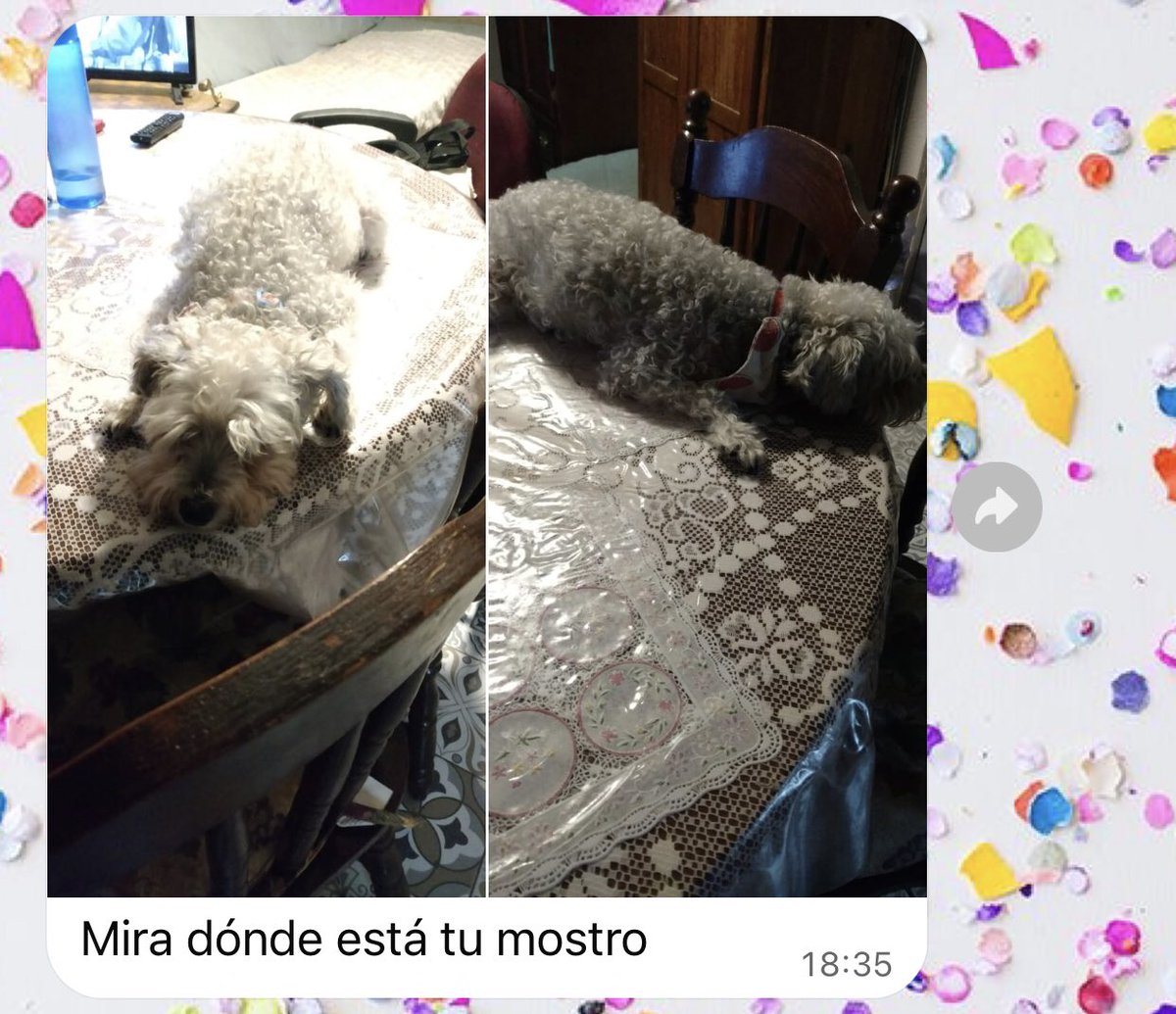 gatrunka's tweet photo. pov vas a la casa de la chucha que SÍ tiene límites, pero se los pasa por el arco del triunfo https://t.co/NYlulCuuy3