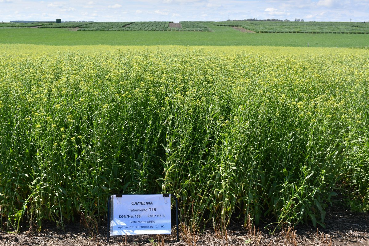 INIA_UY's tweet photo. 🌱 ¿Qué potencial tiene la camelina para Uruguay?

Junto a LDC y Camelina Company realizamos una jornada de campo para conocer la performance del cultivo, sus opciones de mercado y su potencial para Uruguay. https://t.co/hFDEZdIMOD