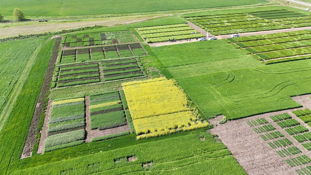 INIA_UY's tweet photo. 🌱 ¿Qué potencial tiene la camelina para Uruguay?

Junto a LDC y Camelina Company realizamos una jornada de campo para conocer la performance del cultivo, sus opciones de mercado y su potencial para Uruguay. https://t.co/hFDEZdIMOD