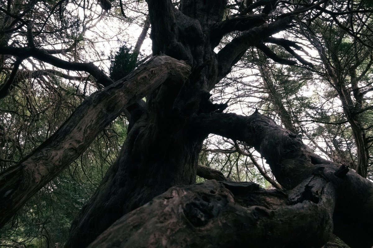 systole_'s tweet photo. Didn't have a tripod so I used tree branches as a stabiliser https://t.co/GVikXUEs4p
