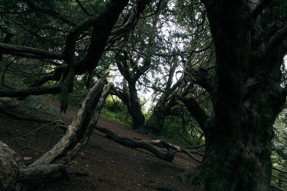 systole_'s tweet photo. Didn't have a tripod so I used tree branches as a stabiliser https://t.co/GVikXUEs4p