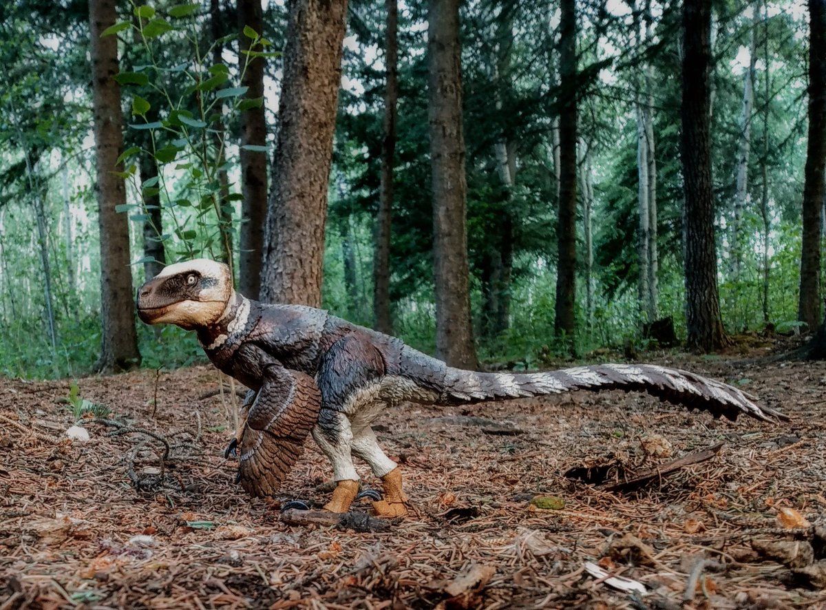 real_alberto17's tweet photo. An old picture of my Beasts of the Mesozoic Utahraptor.

#Botm #Utahraptor #figure #toyphotography #beastsofthemesozoic https://t.co/3gN9poIFE9