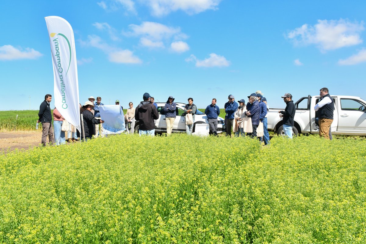 INIA_UY's tweet photo. Junto a LDC y Camelina Company, hemos evaluado dosis y momentos de aplicación para ajustar el manejo y generar recomendaciones prácticas para quienes siembran esta oleaginosa invernal.

📖 Conocé más sobre el cultivo y los avances de esta línea de trabajo en Revista INIA: https://t.co/4VooCwrzhH