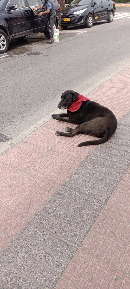 Enrique200094's tweet photo. Este perrito resucitó en #Laserena?..Matpacos presente!.#Feuc https://t.co/oEf0VT3LH1